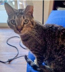 Lost Male Cat last seen Dream Homes  area, Cathedral City, CA 92234