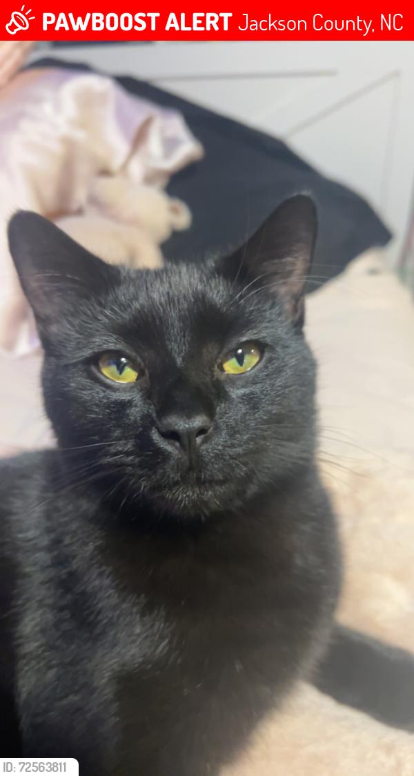 Lost Male Cat last seen Mount Pleasant church , Jackson County, NC 28779