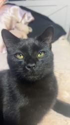 Lost Male Cat last seen Mount Pleasant church , Jackson County, NC 28779