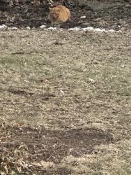 Found/Stray Unknown Cat last seen Conway and Conway Lake Drive , Creve Coeur, MO 63141