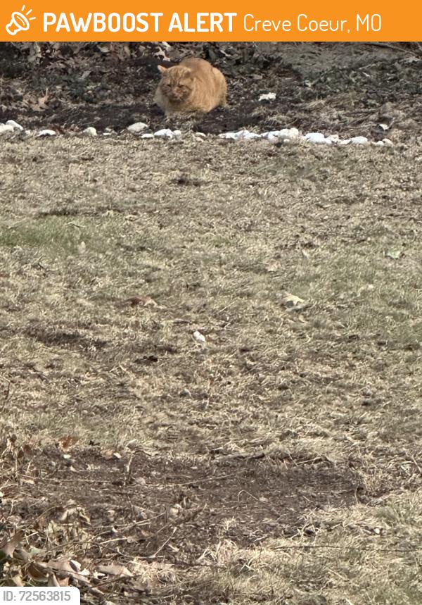 Found/Stray Unknown Cat last seen Conway and Conway Lake Drive , Creve Coeur, MO 63141