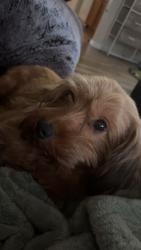 Lost Female Dog last seen Fort Sill Entrance , Lawton, OK 73507