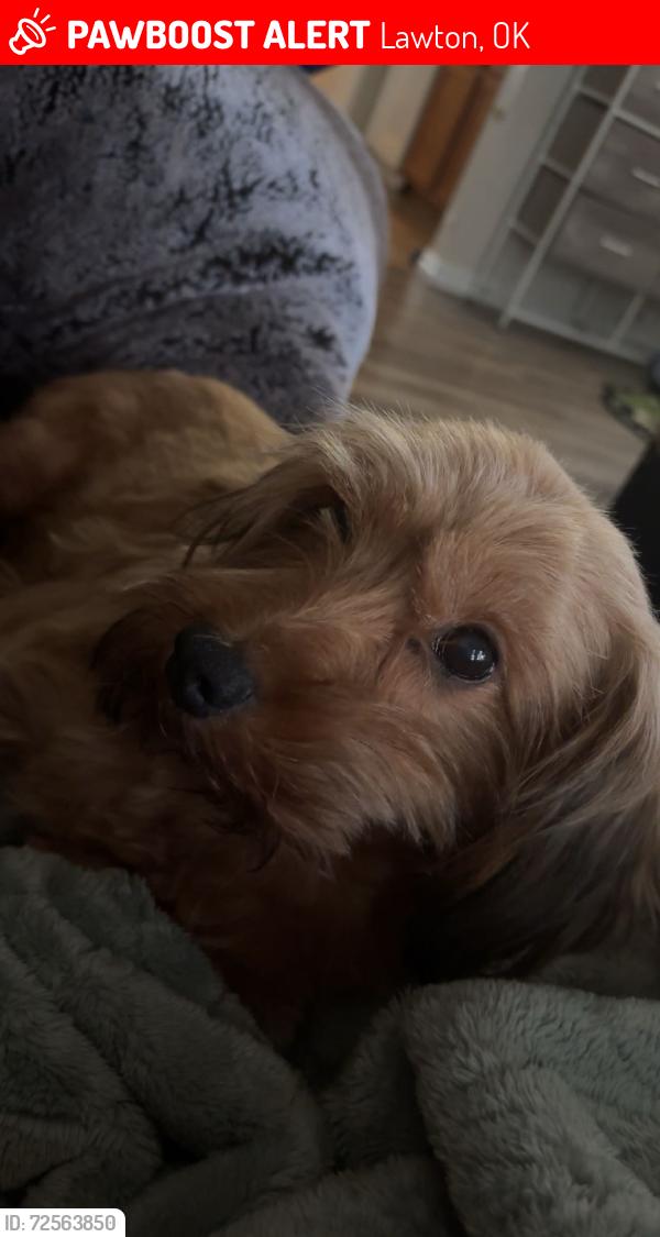 Lost Female Dog last seen Fort Sill Entrance , Lawton, OK 73507