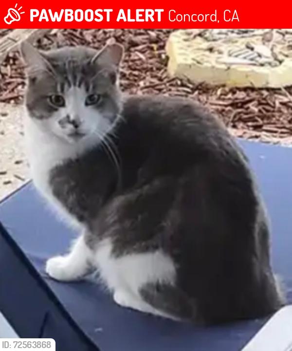 Lost Male Cat last seen East Olivera rd , Concord, CA 94519