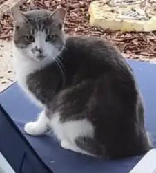 Lost Male Cat last seen East Olivera rd , Concord, CA 94519