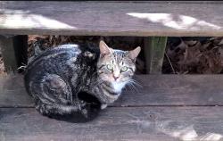 Lost Male Cat last seen Lake Wilderness Park Drive , Lake Wilderness, VA 22551