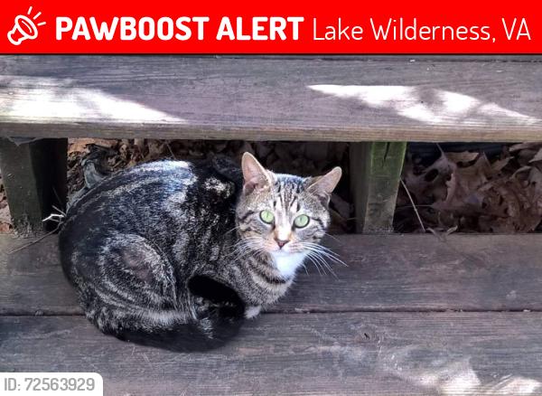 Lost Male Cat last seen Lake Wilderness Park Drive, Lake Wilderness, VA 22551