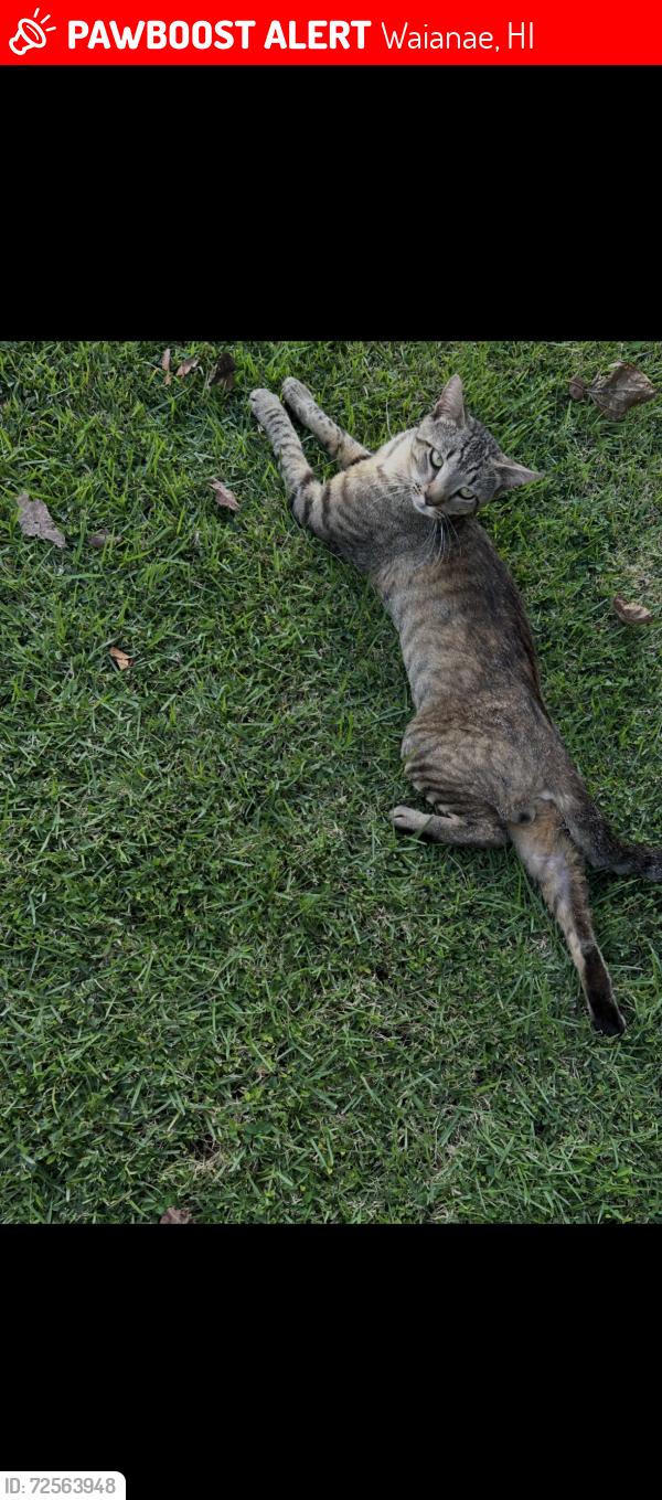 Lost Female Cat last seen Leipupu Pl, Waianae, HI 96792