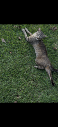 Lost Female Cat last seen Leipupu Pl, Waianae, HI 96792