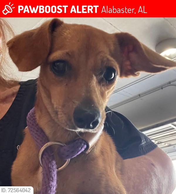 Lost Female Dog last seen Warrior Dr and Thompson Rd , Alabaster, AL 35007