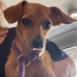 Lost Female Dog last seen Warrior Dr and Thompson Rd , Alabaster, AL 35007