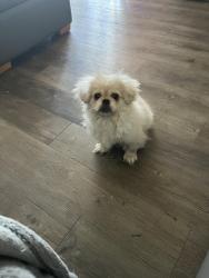 Lost Male Dog last seen Riverside drive, Austin, TX 78741