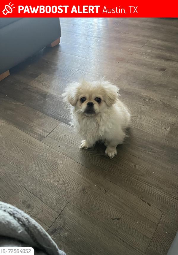 Lost Male Dog last seen Riverside drive, Austin, TX 78741