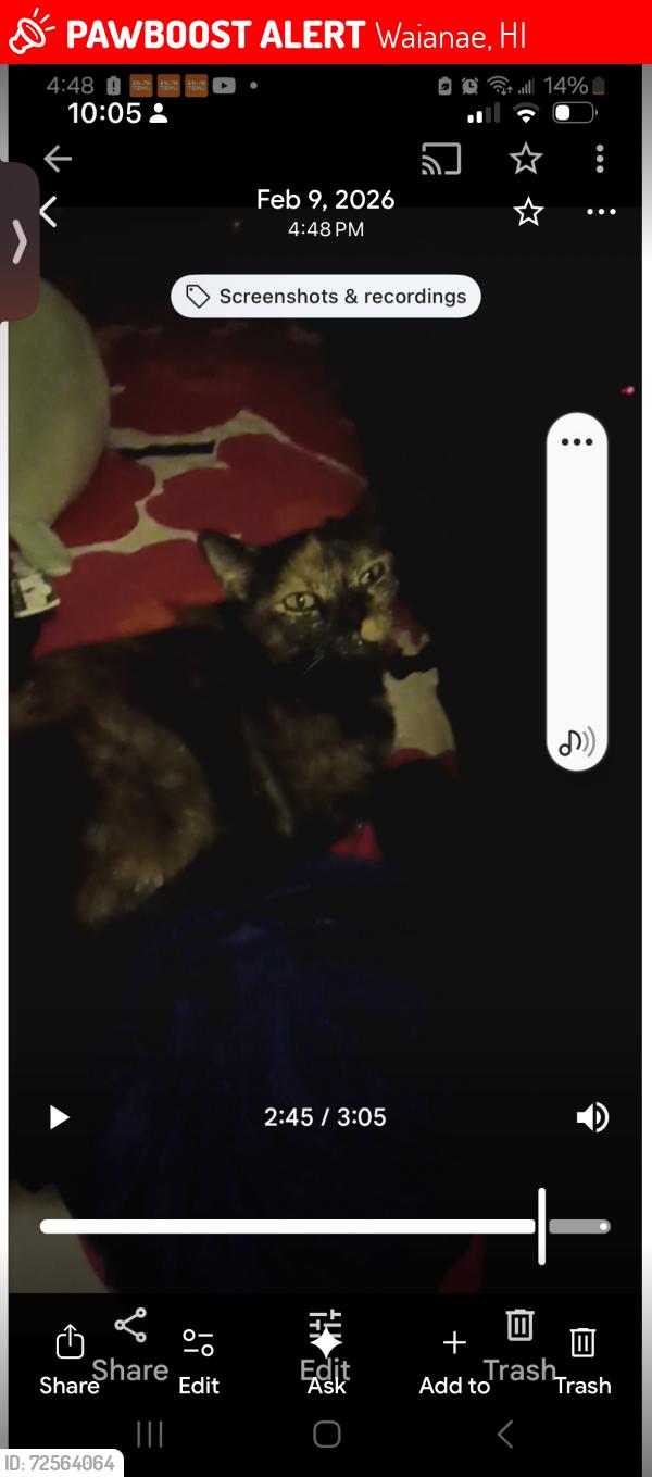 Lost Female Cat last seen Leipupu Pl, Waianae, HI 96792