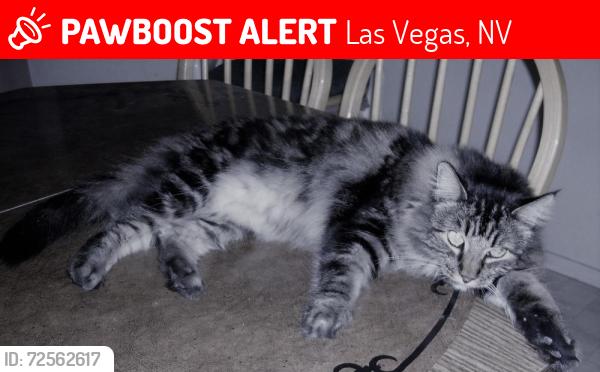 Lost Male Cat last seen Torrey Pines & Washington, Las Vegas 89108, Las Vegas, NV 89108