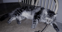 Lost Male Cat last seen Torrey Pines & Washington, Las Vegas 89108, Las Vegas, NV 89108