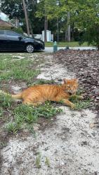 Lost Male Cat last seen Monument & McCormick, Jacksonville, FL 32225