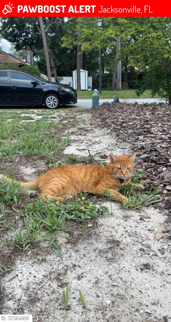 Lost Male Cat last seen Monument & McCormick, Jacksonville, FL 32225