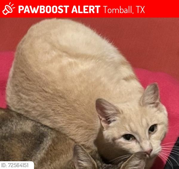 Lost Female Cat last seen Pine Country Neighborhood, Tomball, TX 77377
