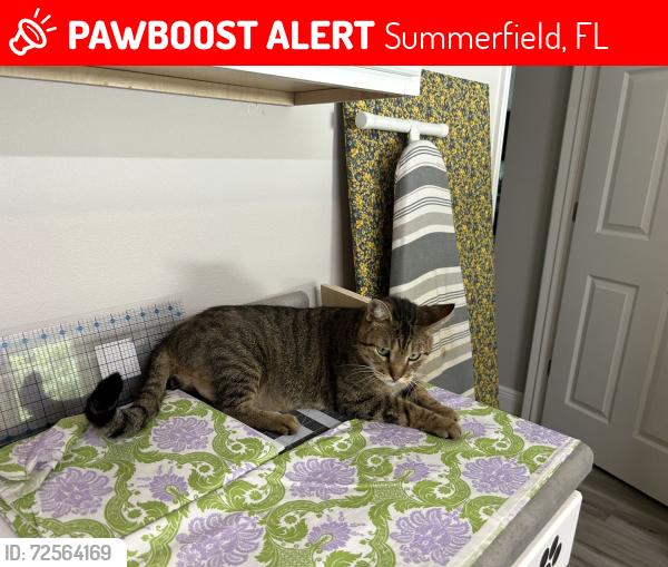 Lost Male Cat last seen SE 47th Ave, Summerfield, FL 34491