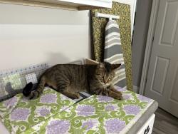 Lost Male Cat last seen SE 47th Ave , Summerfield, FL 34491