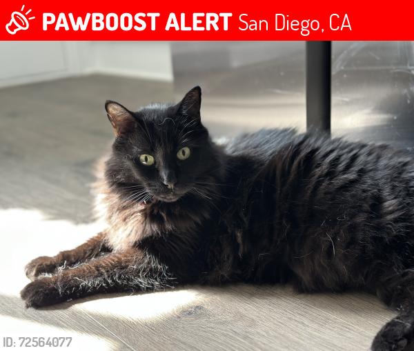 Lost Male Cat last seen Kate Sessions Park, San Diego, CA 92109