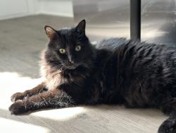 Lost Male Cat last seen Kate Sessions Park, San Diego, CA 92109