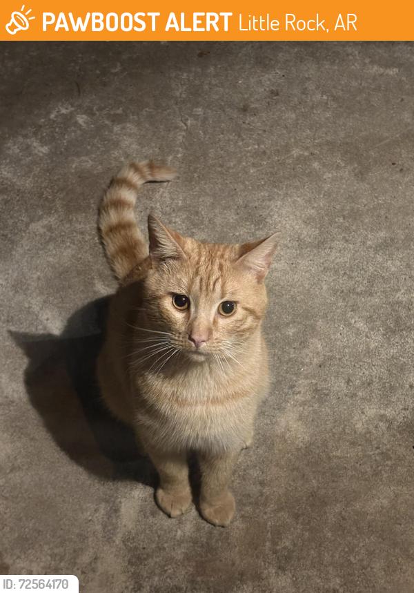 Found/Stray Male Cat last seen Baseline, 57th st, 56th st, hills ln, rolling ln, western ln, Little Rock, AR 72209