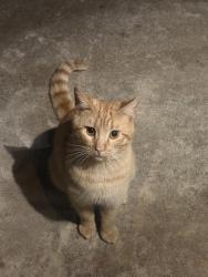 Found/Stray Male Cat last seen Baseline, 57th st, 56th st, hills ln, rolling ln, western ln, Little Rock, AR 72209