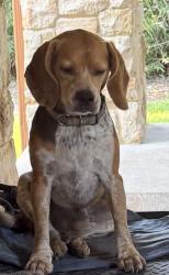 Lost Male Dog last seen Lake Athens, Athens Texas, Athens, TX 75752