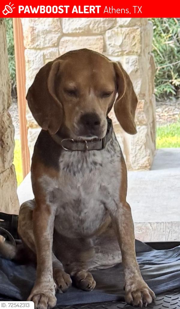 Lost Male Dog last seen Lake Athens, Athens Texas, Athens, TX 75752