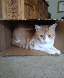 Lost Male Cat last seen East Payton Circle, San Tan Valley, AZ 85140, San Tan Valley, AZ 85140
