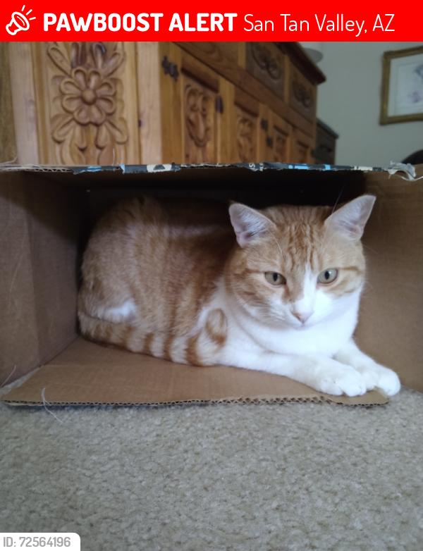Lost Male Cat last seen East Payton Circle, San Tan Valley, AZ 85140, San Tan Valley, AZ 85140