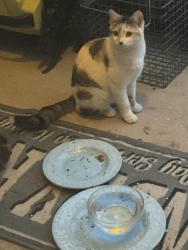 Found/Stray Female Cat last seen C Place subdivision, Columbia, SC 29201