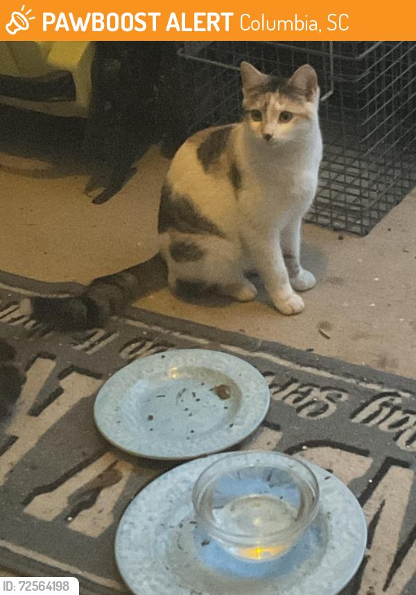 Found/Stray Female Cat last seen C Place subdivision, Columbia, SC 29201