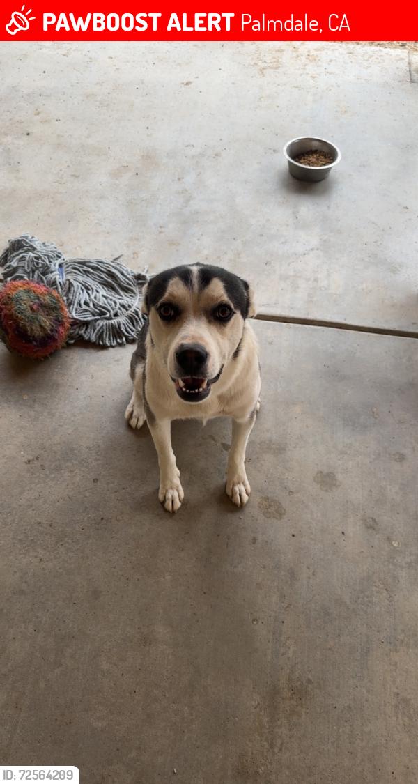 Lost Male Dog last seen 37&palmdale blvd , Palmdale, CA 93550