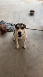 Lost Male Dog last seen 37&palmdale blvd , Palmdale, CA 93550