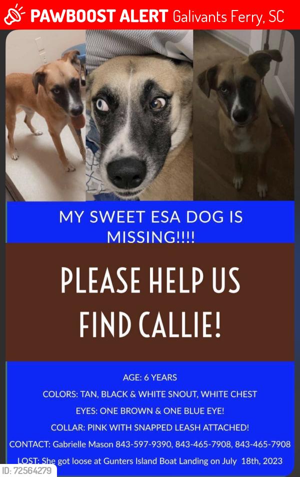Lost Female Dog last seen Gunters lake landing , Galivants Ferry, SC 29544
