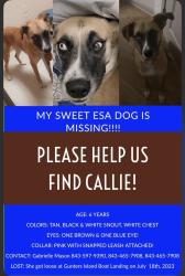 Lost Female Dog last seen Gunters lake landing , Galivants Ferry, SC 29544
