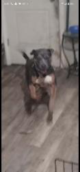 Lost Male Dog last seen Robeson, Rowland, NC 28383