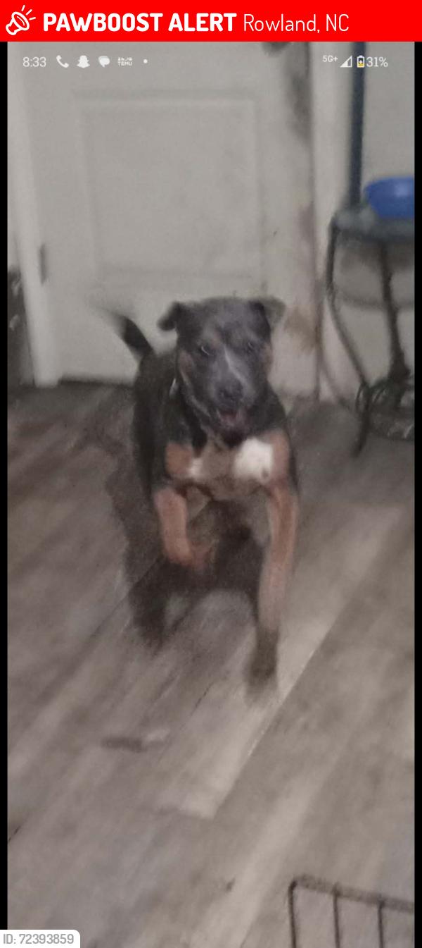 Lost Male Dog last seen Robeson, Rowland, NC 28383