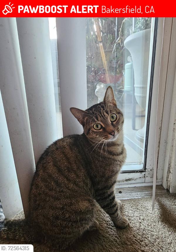 Lost Female Cat last seen Allen Road Pet hosp, Bakersfield, CA 93314