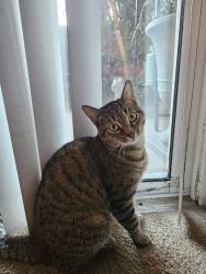 Lost Female Cat last seen Allen Road Pet hosp, Bakersfield, CA 93314