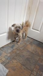 Lost Male Dog last seen Super Tobacco & Vape Near NN Burger & The Warsaw Bridge, Tappahannock, VA 22560