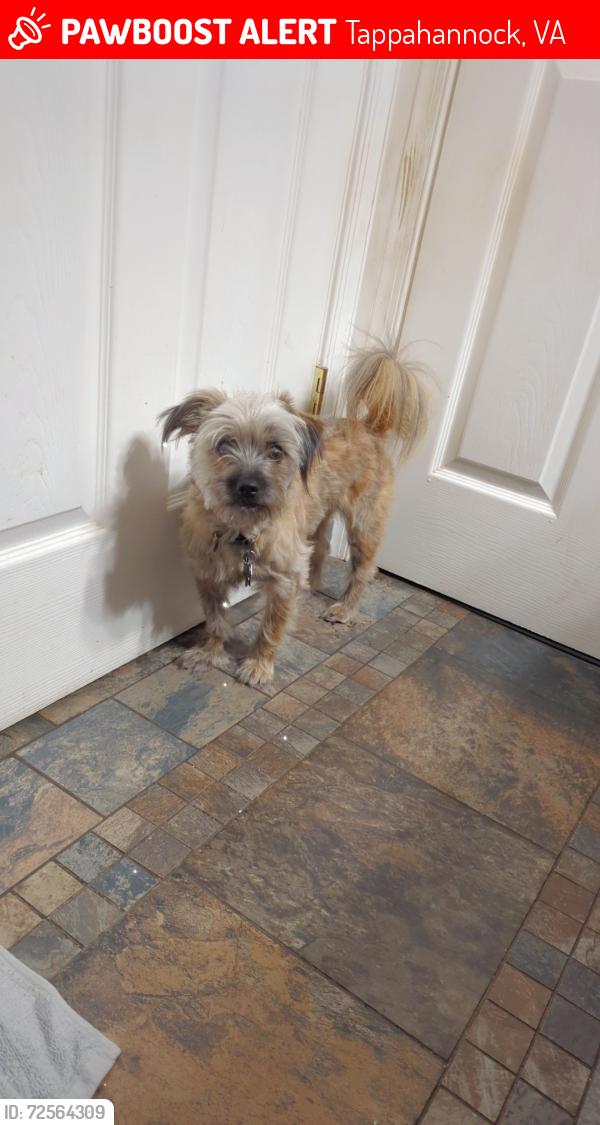 Lost Male Dog last seen Super Tobacco & Vape Near NN Burger & The Warsaw Bridge, Tappahannock, VA 22560