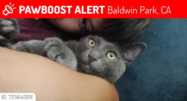 Lost Male Cat last seen Ahern, La Rica, Merced. Cloverside , Baldwin Park, CA 91706