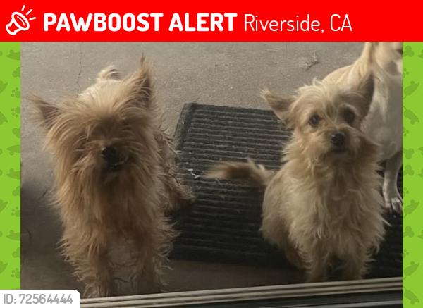 Lost Female Dog last seen Emery st , Riverside, CA 92509