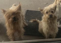 Lost Female Dog last seen Emery st , Riverside, CA 92509