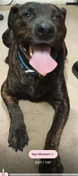 Lost Male Dog last seen Derby Park Apartments                    555 Bridle Path, Grand Prairie, TX 75050
