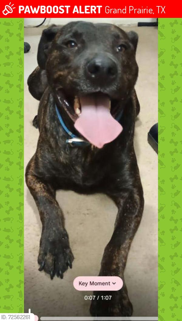 Lost Male Dog last seen Derby Park Apartments                    555 Bridle Path, Grand Prairie, TX 75050